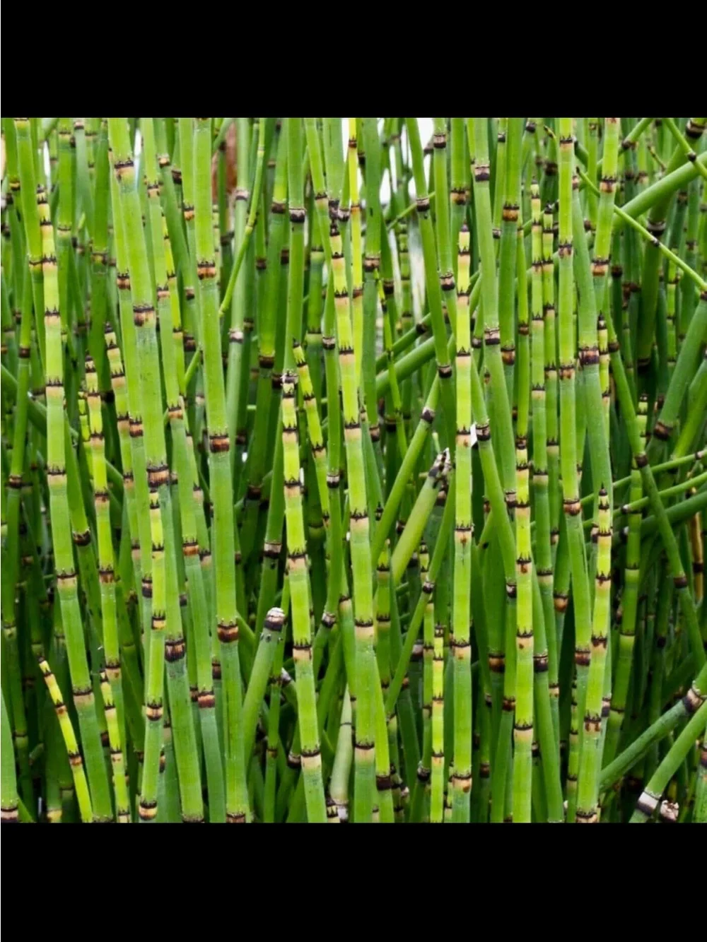 Horsetail Reed Plant Equisetum Hyemale 6 Cuttings With Roots